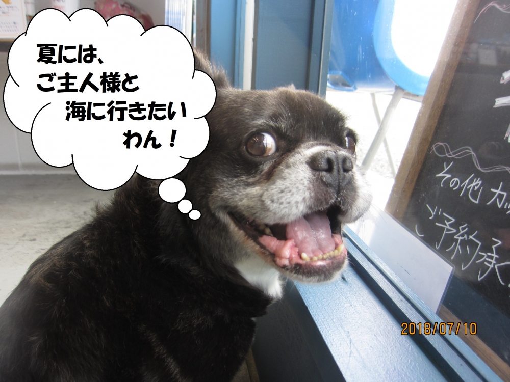 窓際笑顔ミックス犬