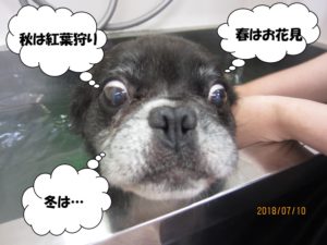 スパ中ミックス犬