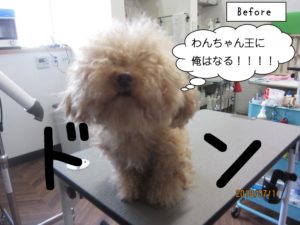 カット前トイプードル