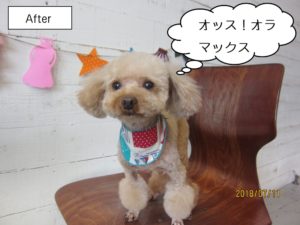 カット後トイプードル