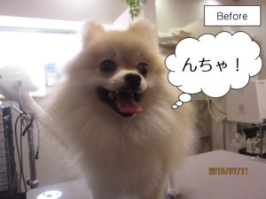 カット前ポメラニアン