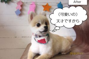 くつろぎポメラニアン