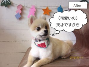 くつろぎポメラニアン