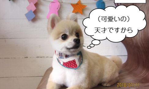 くつろぎポメラニアン