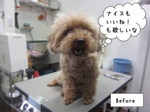 カット前トイプードル