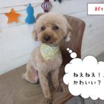 おすましトイプードル