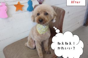 おすましトイプードル