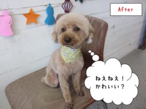 おすましトイプードル