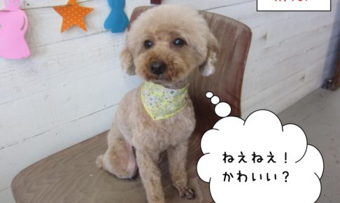 おすましトイプードル