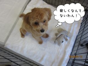 上からトイプードル