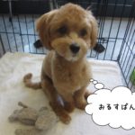 おすわりきょとんトイプードル