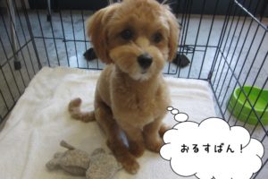 おすわりきょとんトイプードル