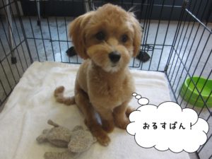 おすわりきょとんトイプードル