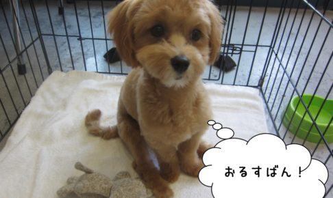 おすわりきょとんトイプードル