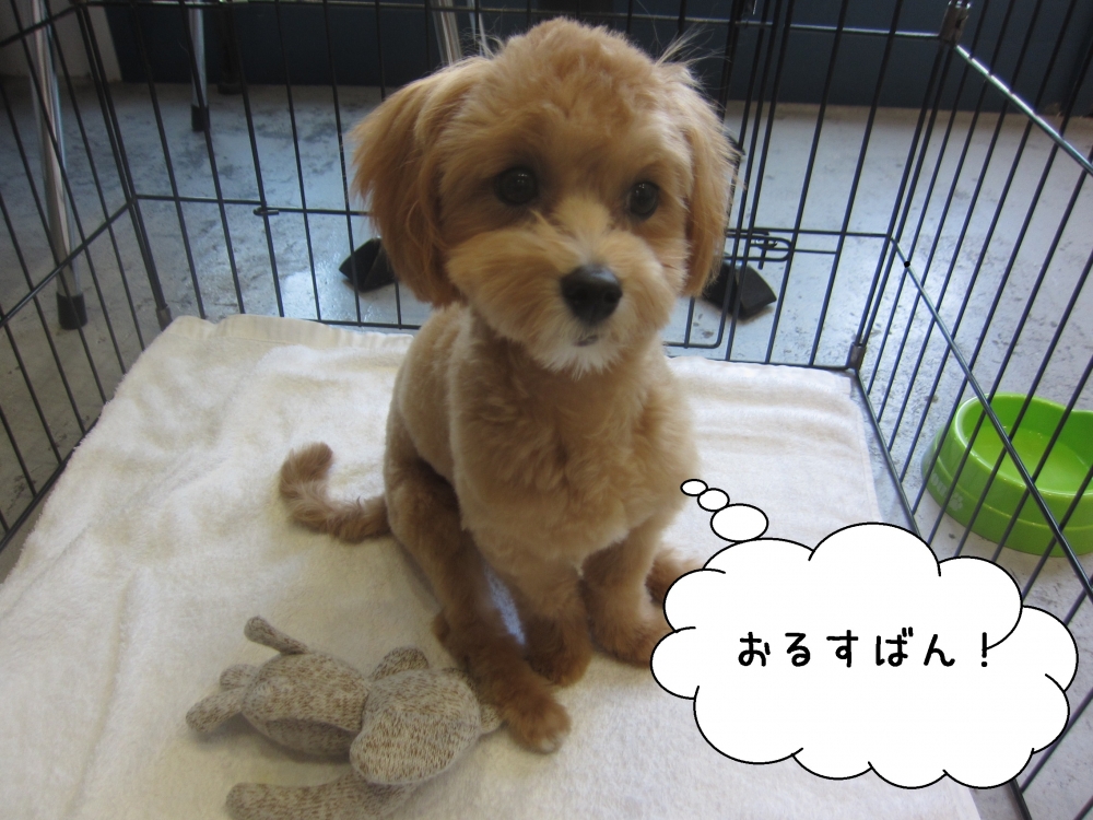 おすわりきょとんトイプードル