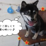 うつむき笑顔黒柴犬