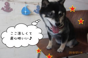 うつむき笑顔黒柴犬