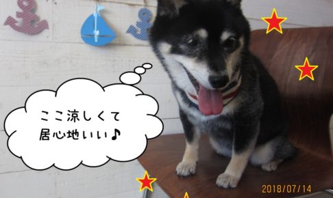 うつむき笑顔黒柴犬