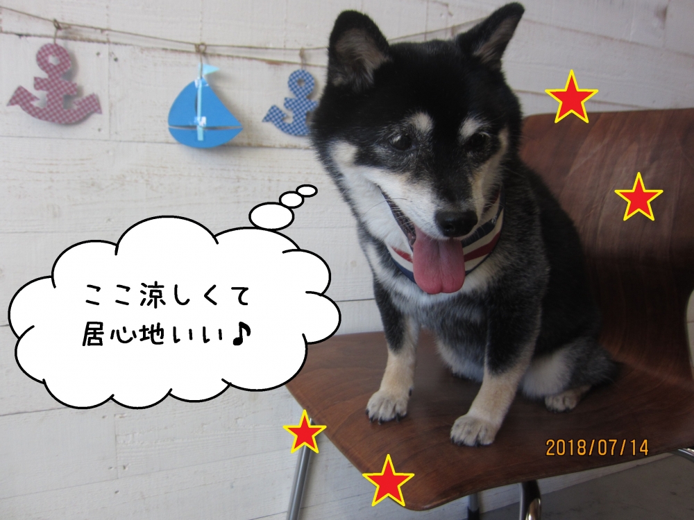 うつむき笑顔黒柴犬