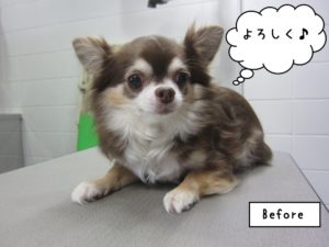 カット前チワワ