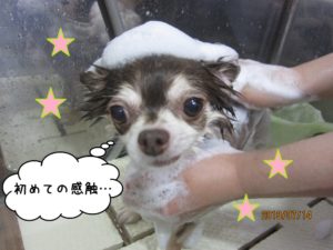 シャンプー中チワワ
