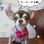 おすましチワワ