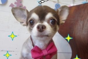 おすましチワワ