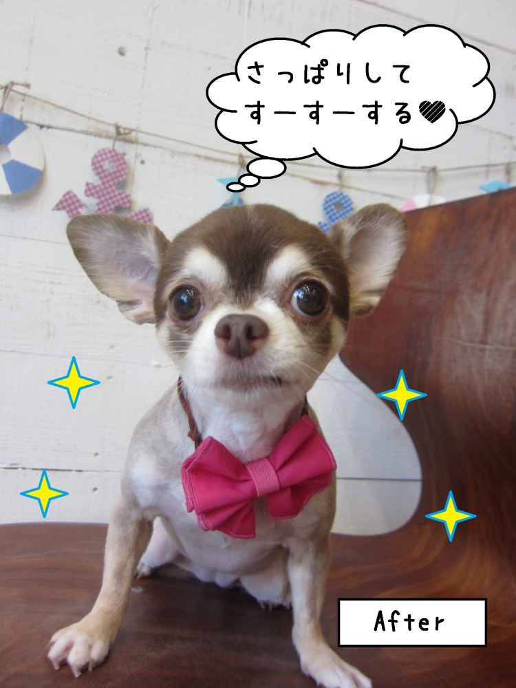 おすましチワワ