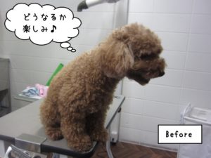 カット前トイプードル