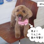 舌出しトイプードル