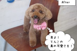 舌出しトイプードル