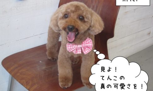 舌出しトイプードル