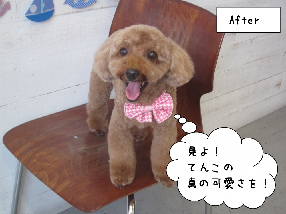 舌出しトイプードル