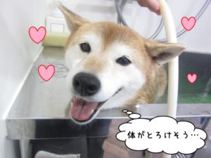スパ中柴犬
