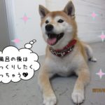 笑顔柴犬