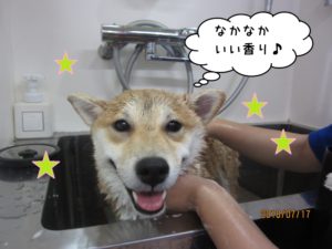 シャンプー中柴犬