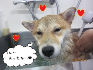 スパ中柴犬