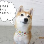 首きょとん豆柴