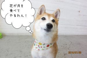 首きょとん豆柴