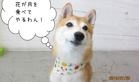 首きょとん豆柴