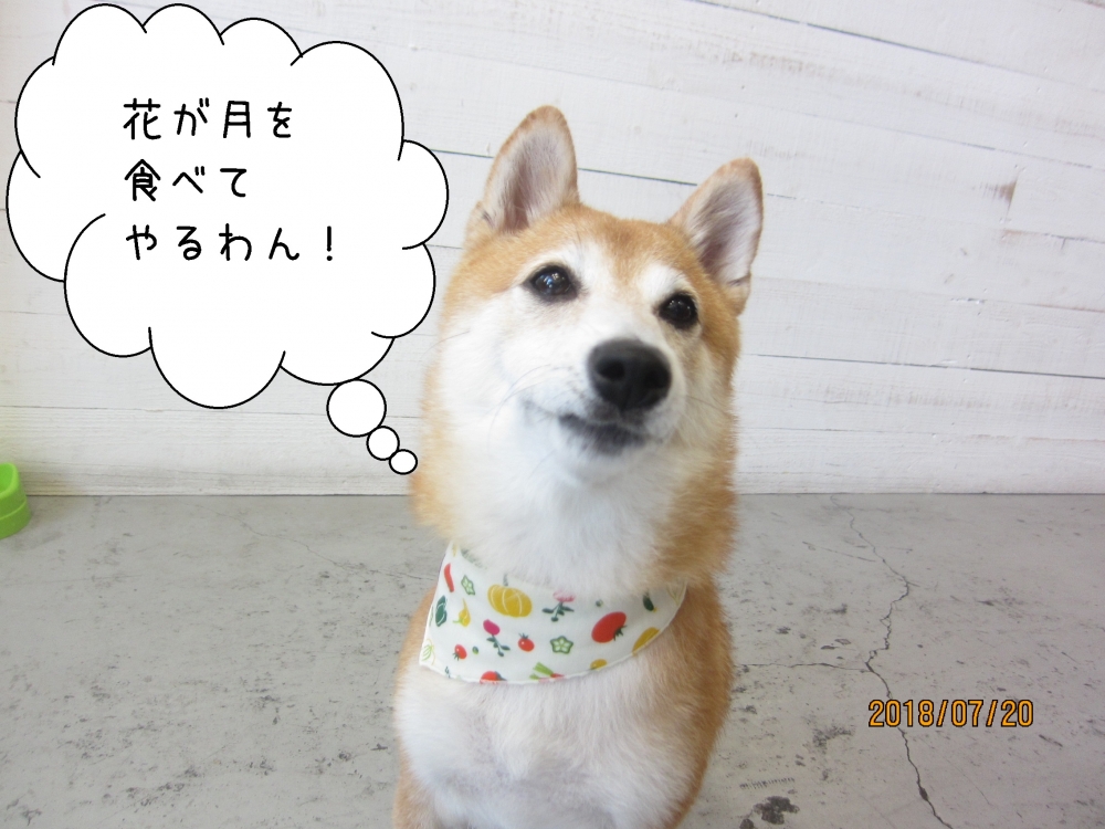 首きょとん豆柴