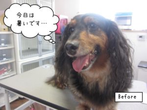 施術前ミニチュアダックス