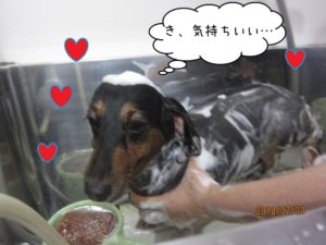 シャンプー中ミニチュアダックス