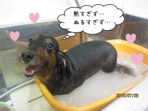 スパ中ミニチュアダックス