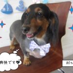 キラキラ笑顔ミニチュアダックス