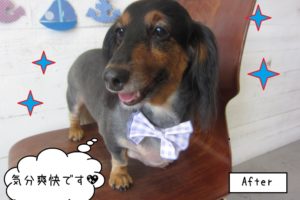 キラキラ笑顔ミニチュアダックス