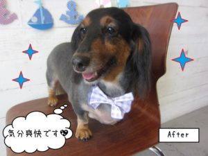 キラキラ笑顔ミニチュアダックス