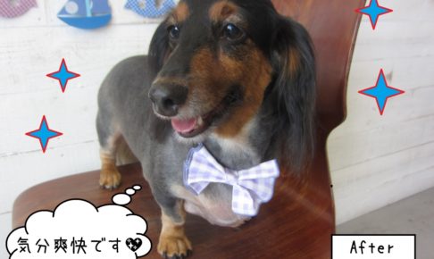 キラキラ笑顔ミニチュアダックス