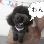 黒トイプードルアップ