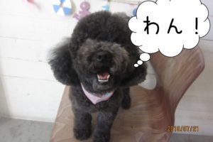 黒トイプードルアップ